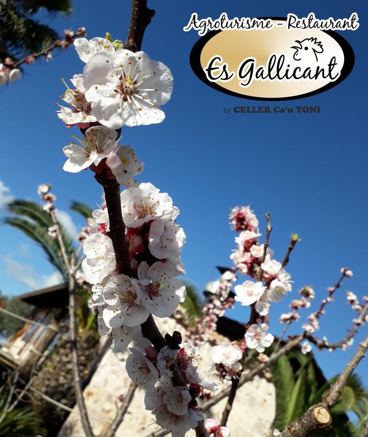 Agroturismo Es Gallicant 캄포스 외부 사진