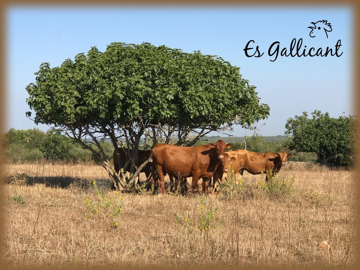 Agroturismo Es Gallicant 캄포스 외부 사진